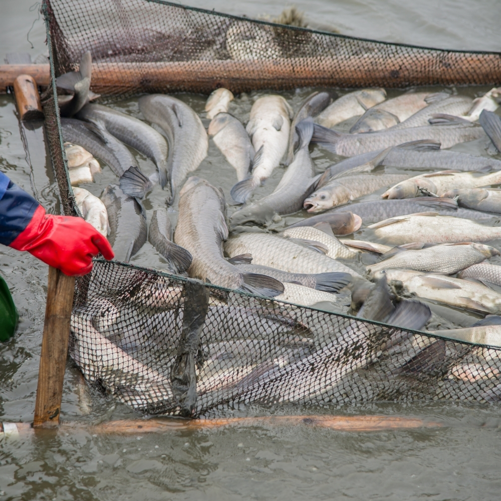 Aquaculture sector to become ‘economic powerhouse’